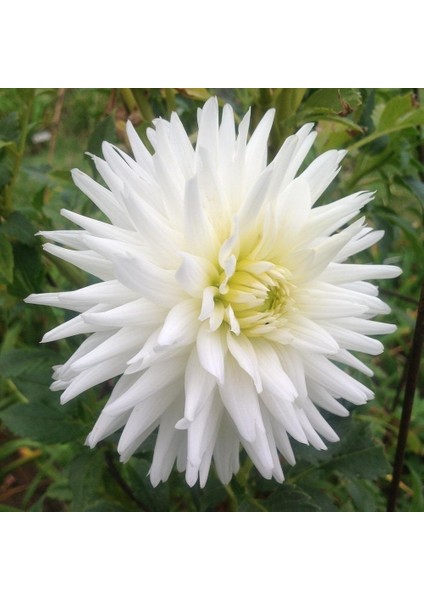 My Love Dahlia Iri Yıldız Çiçeği Yumrusu