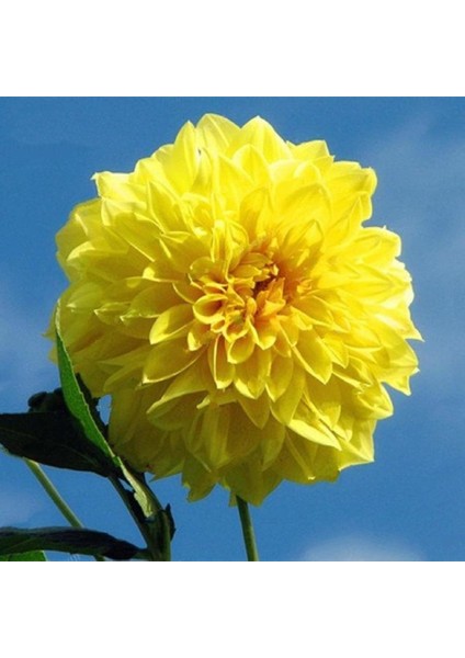 Kelvin Floodlight Dahlia Iri Yıldız Çiçeği Yumrusu