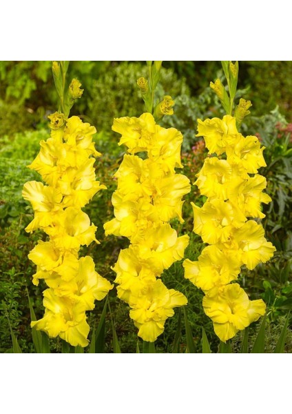 Gladiolus Yellow Swan Sarı Glayör Çiçeği Yumrusu Soğanı 2'li