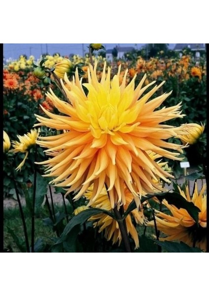 Champs Elysées Dahlia Iri Yıldız Çiçeği Yumrusu