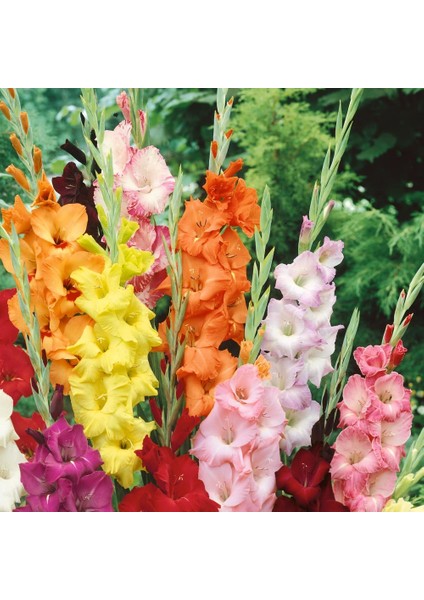 Gladiolus Mixed Swan Karışık Glayör Çiçeği Yumrusu Soğanı 4'lü