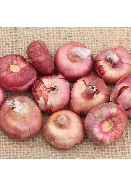 Gladiolus Mixed Swan Karışık Glayör Çiçeği Yumrusu Soğanı 4'lü