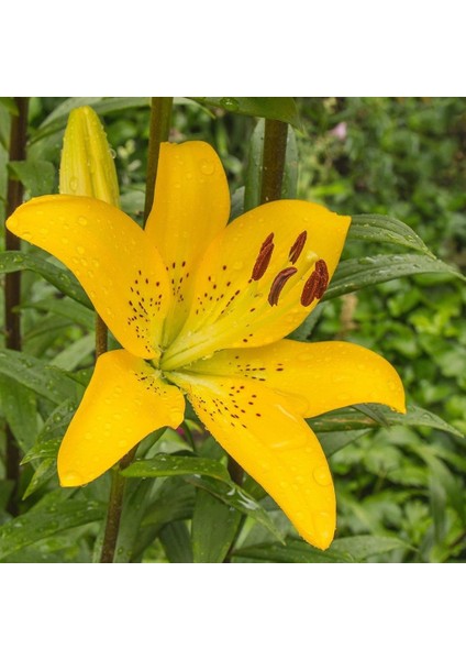 Yellow Diamond Lily Sarı Renkli Zambak Çiçeği Soğanı 2'li