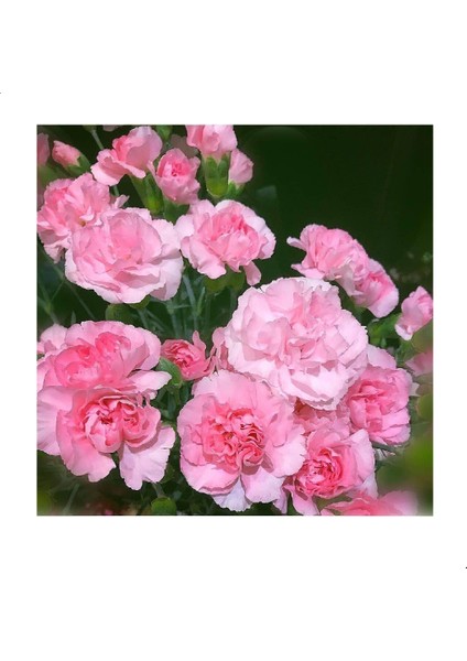 Loly Pink Dianthus Çiçeği Tohumu(50 Tohum)