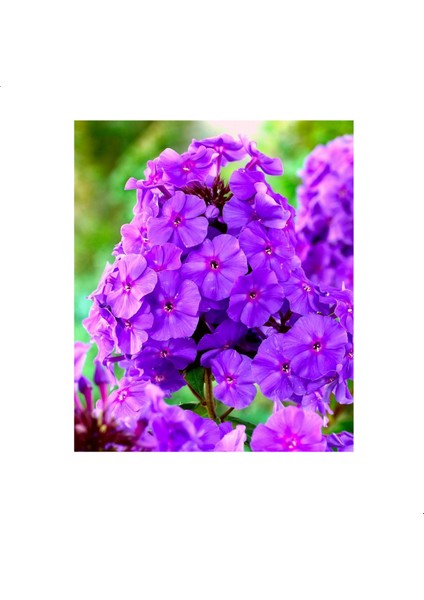 Marsh Phlox Çiçeği Tohumu(5 Tohum)