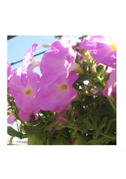 Purple Color Petunya Çiçeği Tohumu (100 Tohum)