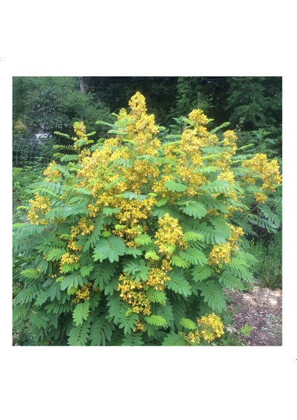 Senna Hebecarpa Çiçeği Tohumu (25 Tohum)
