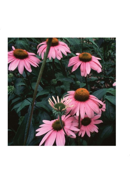 Pallida Doğal Ekinezya Çiçeği Tohumu (40 Tohum)