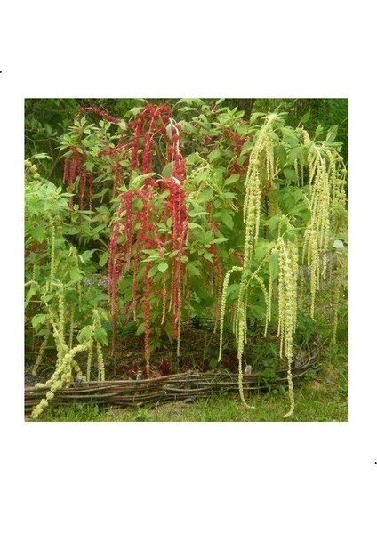 Amaranthus Caudatus Çiçeği Tohumu(50 Tohum)