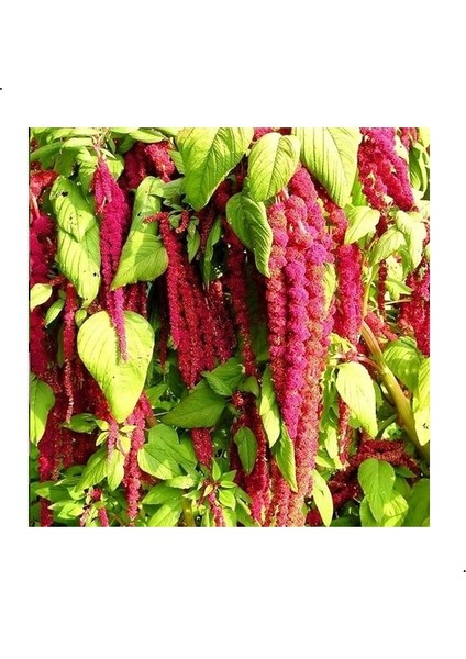 Kırmızı Amaranthus Caudatus Çiçeği Tohumu (100 Tohum)