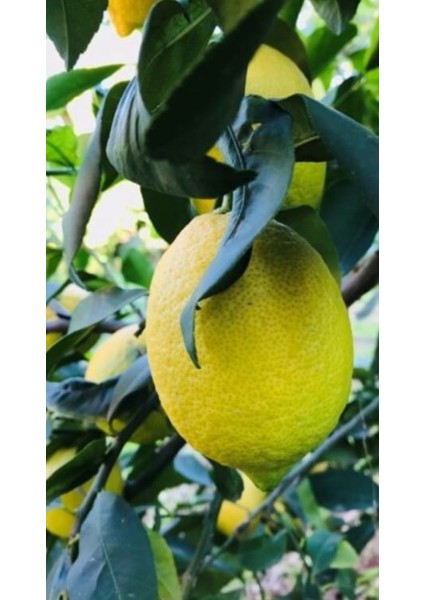 Evim Bahçem Limon Fidanı Aşılı Yediveren (MAYER Limon) Limon Ağacı Fidanı 130 - 170 cm