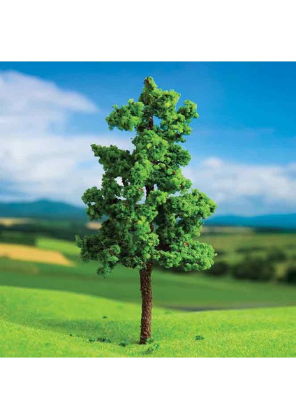 6 cm 2'li Dişbudak Ağacı