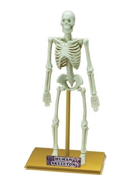 Bilim Seti İnsan İskeleti