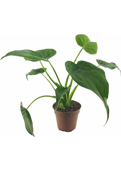 Alocasia 12 cm Saksıda