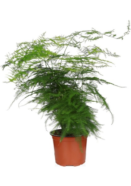 Asparagus Eğrelti Otu - Kuş Konmaz- 12 cm Plastik Saksıda