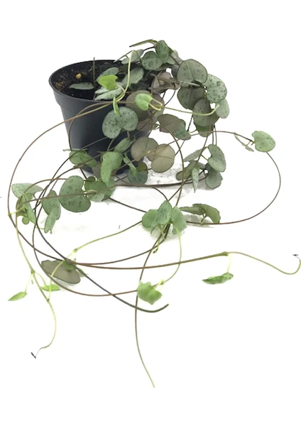 Ceropegia Wodii Kalp Kalbe Karşı Çiçeği - 5,5 cm Plastik Saksıda