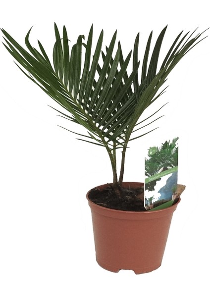 Cycas - Yalancı Sagu Palmiyesi - 6,5 cm Plastik Saksıda