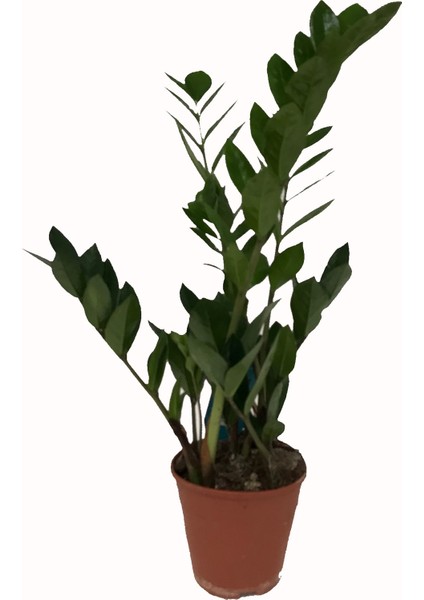 Zamia - 14 cm Plastik Saksıda