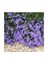 Saksılık Blue Aster Çiçeği TOHUMU(100 Tohum) 1