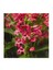 Penstemon Çiçeği Tohumu Kırmızı Renkli (50 Tohum) 1