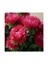 Pompon Alacalı Aster Çiçeği Tohumu(50 Tohum) 1