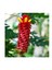 Kırmızı Costus Speciosus Çiçeği Tohumu(5 Tohum) 1