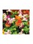 Monkey Mimulus Çiçeği Tohumu (100 Tohum) 1
