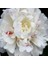 Peonies Festiva Beyaz Şakayık Çiçeği Yumrusu-Rizomu(1 Adet) 2