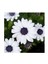 Splendour Brachycome Çiçeği Tohumu White (200 Tohum) 1