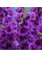 Gladiolus Purple Swan Mor Glayör Çiçeği Yumrusu Soğanı 2'li 1