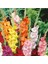 Gladiolus Mixed Swan Karışık Glayör Çiçeği Yumrusu Soğanı 4'lü 1