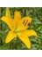 Yellow Diamond Lily Sarı Renkli Zambak Çiçeği Soğanı 2'li 1