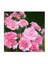 Loly Pink Dianthus Çiçeği Tohumu(50 Tohum) 1