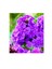 Marsh Phlox Çiçeği Tohumu(5 Tohum) 1