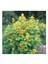 Senna Hebecarpa Çiçeği Tohumu (25 Tohum) 1