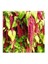 Kırmızı Amaranthus Caudatus Çiçeği Tohumu (100 Tohum) 1