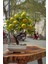 Krd Home 5638 Dikdörtgen Saksılı Limon Ağacı 1