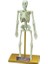Bilim Seti İnsan İskeleti 1