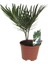 Cycas - Yalancı Sagu Palmiyesi - 6,5 cm Plastik Saksıda 1