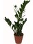 Zamia - 14 cm Plastik Saksıda 1