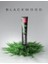 Blackwood Diş Macunu 75 ml + Whitening Medium Diş Fırçası 2