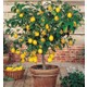 Evim Bahçem Limon Fidanı Aşılı Yediveren (MAYER Limon) Limon Ağacı Fidanı 130 - 170 cm