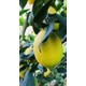 Evim Bahçem Limon Fidanı Aşılı Yediveren (MAYER Limon) Limon Ağacı Fidanı 130 - 170 cm