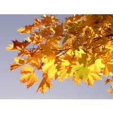 Tunç Botanik Akçaağaç Fidanı 3 Adet - Acer Platanoides