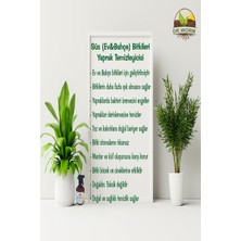 Dr. Worm Yaprak Temizleyici , Koruyucu ve Parlatıcısı 500 ml