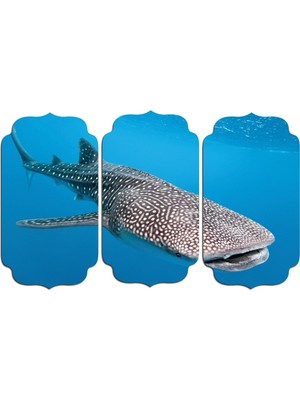 Renkselart Köpek Balığı Mdf Tablo 1874 (Model D)