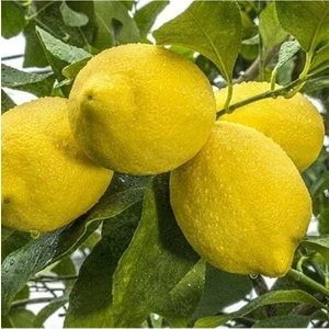 Has Fidancılık Tüplü Aşılı Zagara Bianca Limon Fidanı - 2 Yaş 100-120 cm