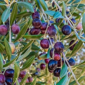 Has Fidancılık Tüplü Gemlik Zeytin Fidanı - 2'li 1 Yaş Kırmalık