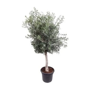 Has Fidancılık Tüplü Gemlik Zeytin Fidanı - 3 Yaş 60-80 cm