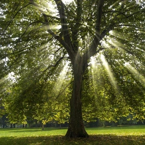 Tunç Botanik Batı Çınarı Fidanı - Platanus Occidentalis